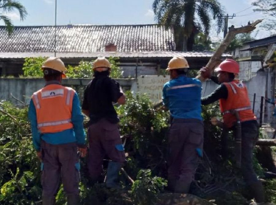 Cegah Gangguan Listrik, Pohon Tua di Jalan Rangkasbitung-Cimarga Dipangkas 1 Cegah Gangguan Listrik, Pohon Tua di Jalan Rangkasbitung-Cimarga Dipangkas