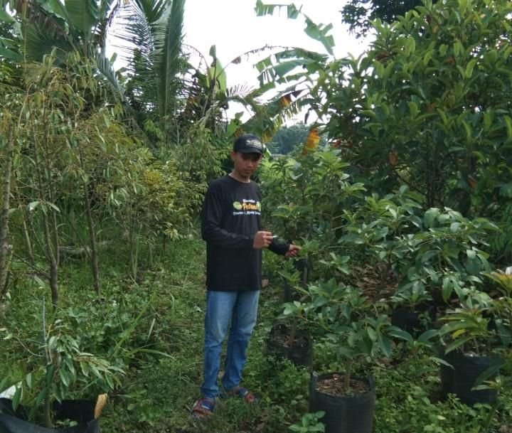 Bibit Alpukat Diperkirakan Turun Saat Ramadan