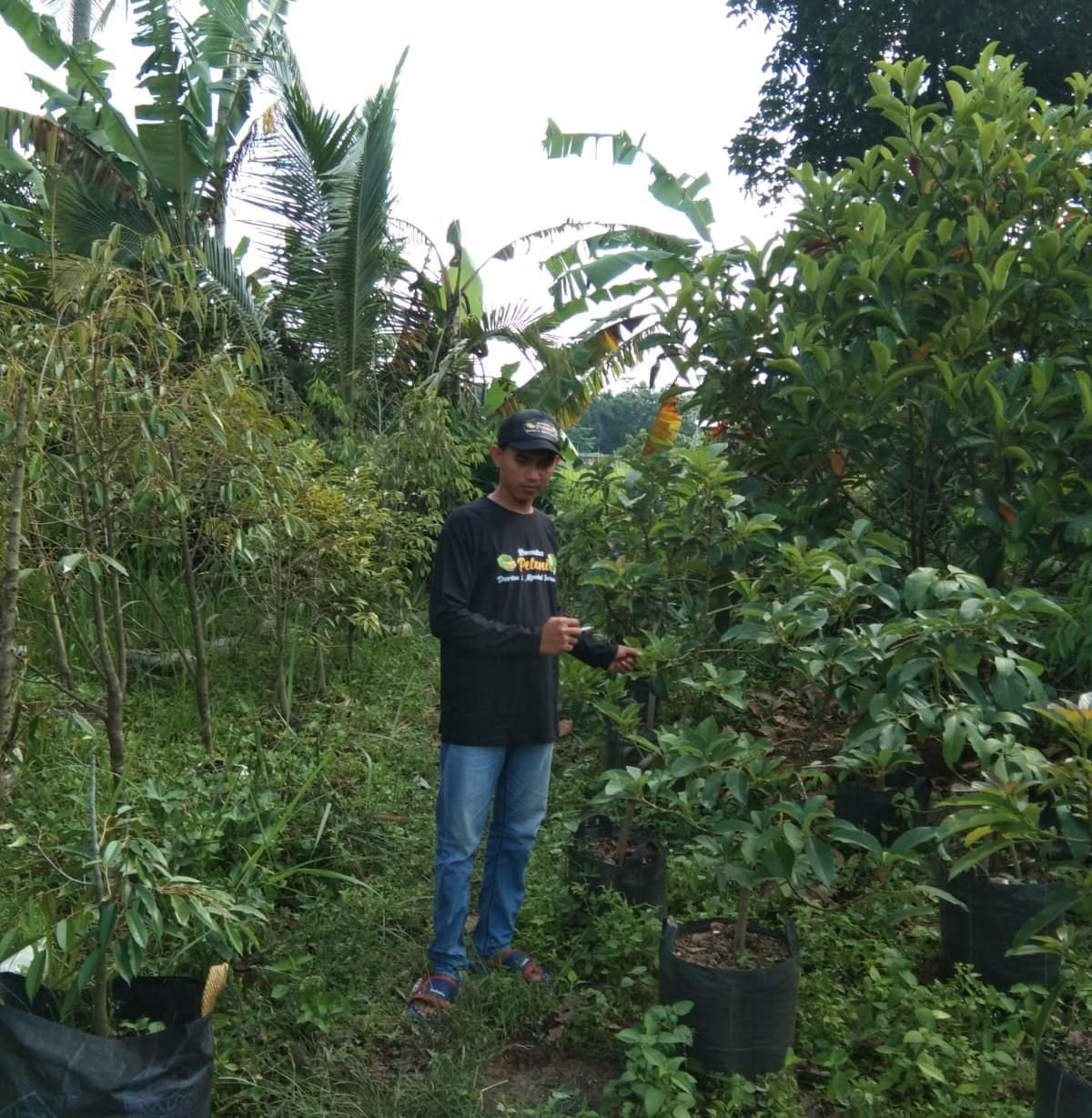 Penjualan Bibit Durian dan Alpukat Menurun Drastis