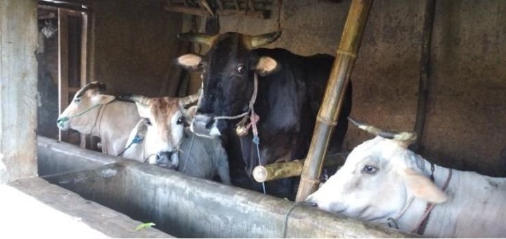 6 Kasus PMK Ditemukan di Banten, Ada di Kota Tangsel dan Kabupaten Serang 1 6 Kasus PMK Ditemukan di Banten, Ada di Kota Tangsel dan Kabupaten Serang