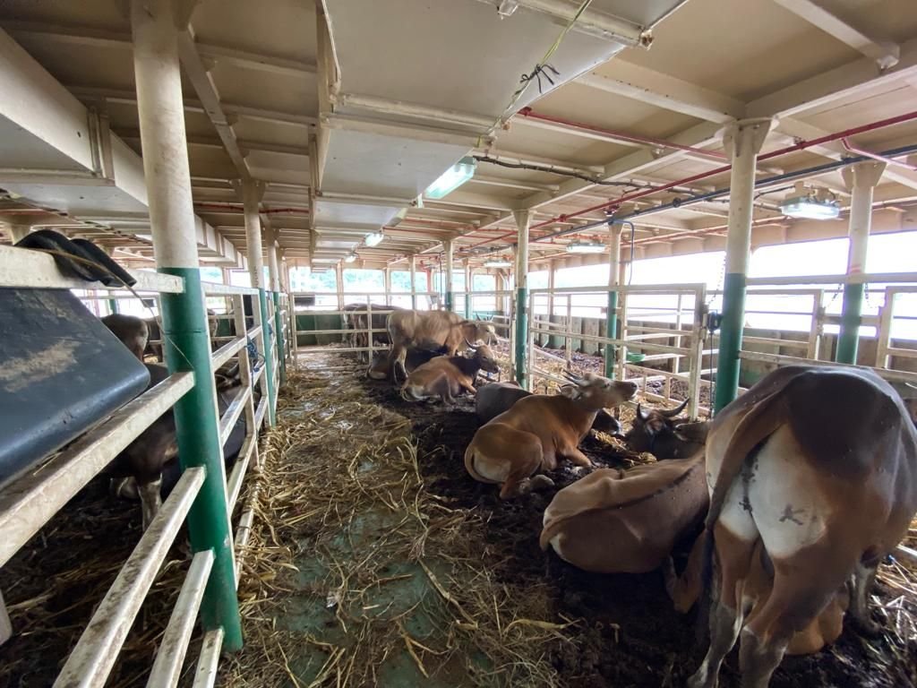 Cegah PMK, Pemerintah Sarankan Pengiriman Hewan Ternak Antar Pulau Gunakan Kapal Tol Laut 1 Cegah PMK, Pemerintah Sarankan Pengiriman Hewan Ternak Antar Pulau Gunakan Kapal Tol Laut