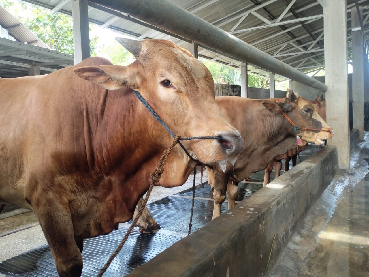 Waspada, Penyakit PMK Masuk Pandeglang dan Ditemukan di 5 Hewan Ternak Warga 3 Pengusaha Ternak Was Was Jualannya Tidak Laku Akibat Virus PMK