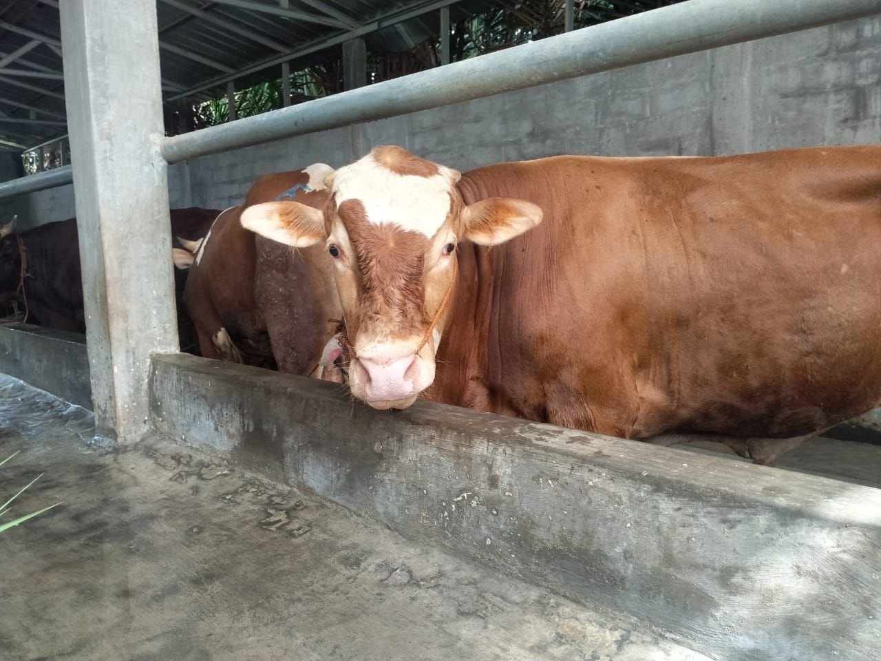 Cegah Virus PMK, DKPPP Kota Serang Giatkan Pemeriksaan Hewan Ternak dan Sosialisasi 1 Cegah Virus PMK, DKPPP Kota Serang Giatkan Pemeriksaan Hewan Ternak dan Sosialisasi