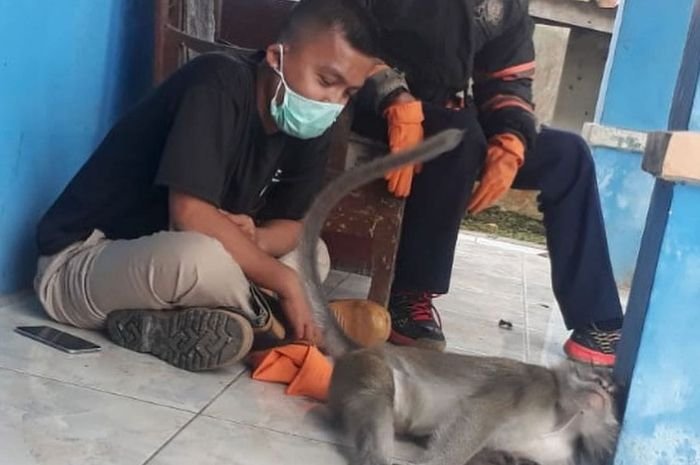 Monyet Liar Serang Warga Pabrik Pandeglang, 1 Orang Terluka