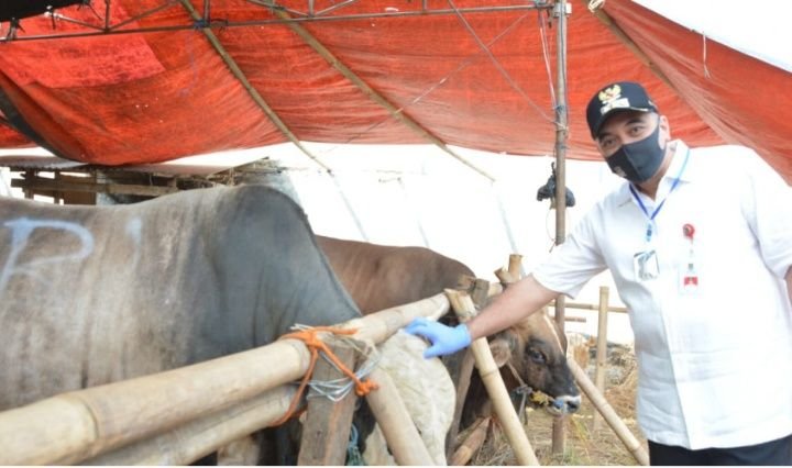 DKP Tangerang Akan Tutup Jalur Kedatangan Hewan Kurban Cegah PMK, Berikut Gejala Penyakitnya 1 DKP Tangerang Akan Tutup Jalur Kedatangan Hewan Kurban Cegah PMK, Berikut Gejala Penyakitnya