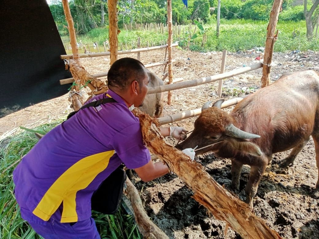 Cegah Penularan PMK di Banten, Dinas Pertanian Banten Ajukan 5000 Vaksin 1 Stok Obat Menipis, Kasus Penyakit Mata dan Kuku di Kabupaten Serang Terus Meluas