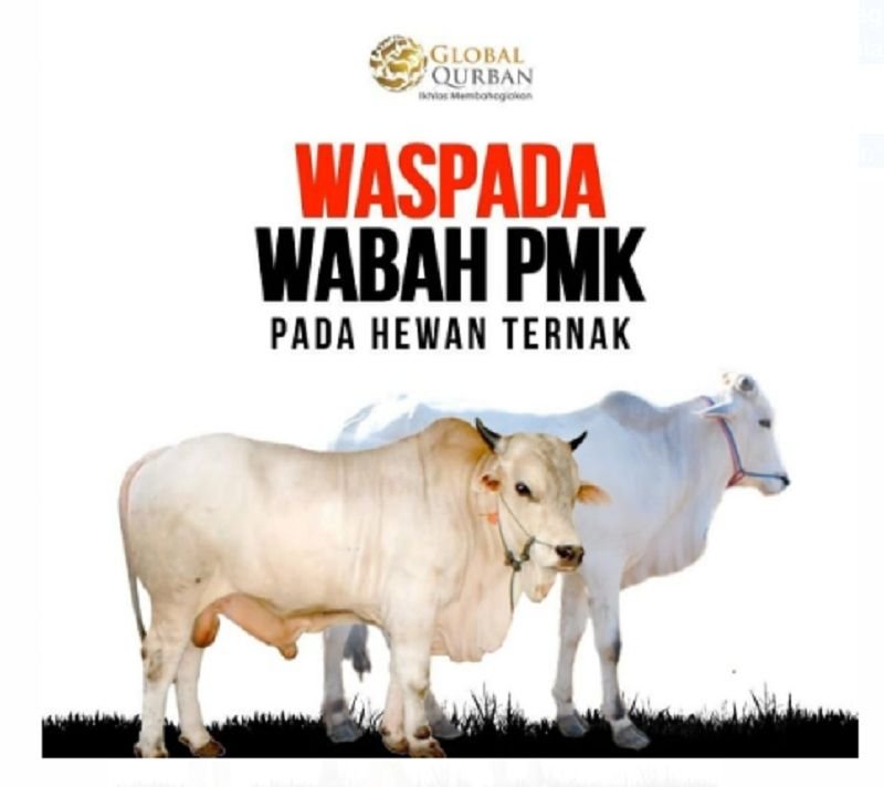 5 Fakta Seputar Wabah PMK, Virus yang Menghantui Jelang Idul Adha 2 5 Fakta Seputar Wabah PMK, Virus yang Menghantui Jelang Idul Adha