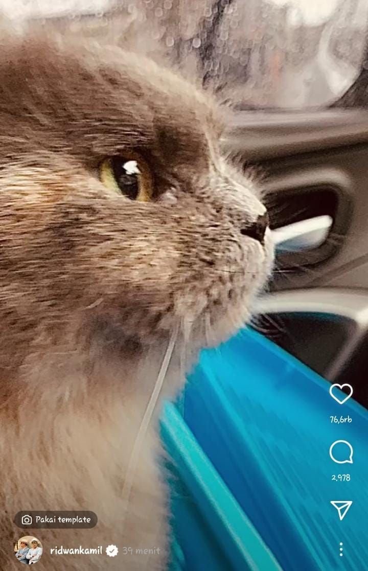 Ridwan Kamil Unggah Foto Kucing Kesayangan Eril; Selamat Kawin Neng Euis