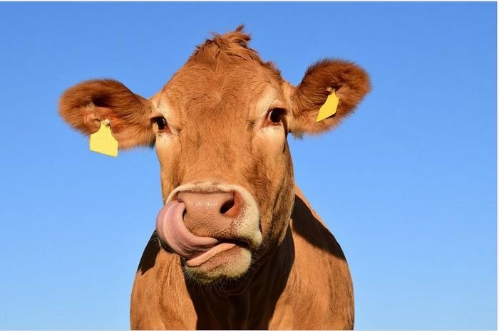 Ternyata Ini Waktu Paling Baik Menyembelih Kurban yang Mendapat Pahala Berlipat