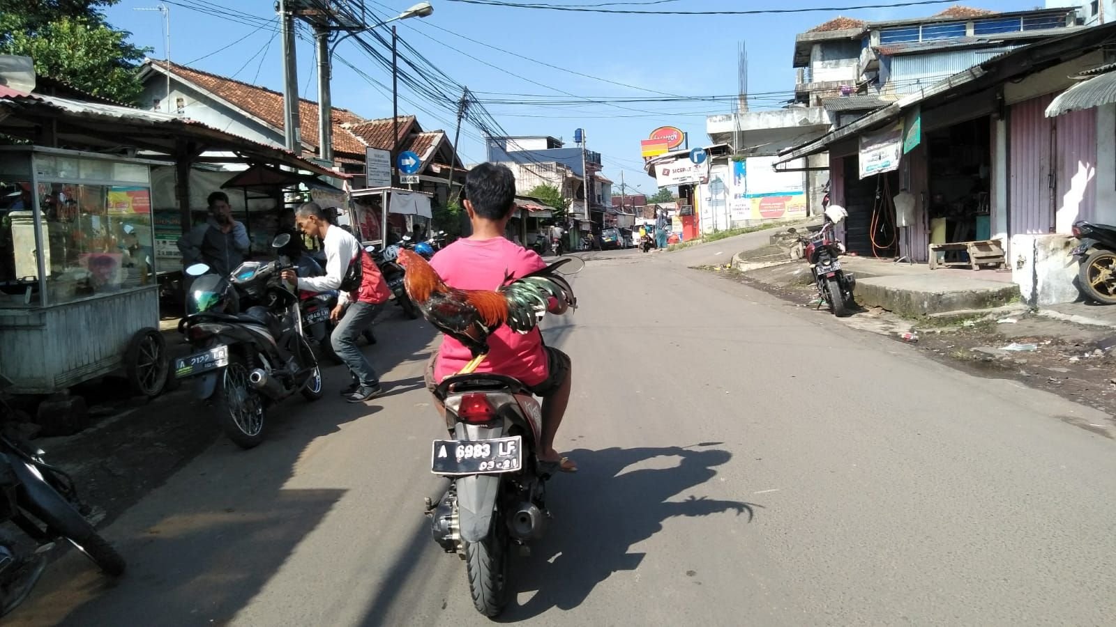 Unik, Ayam Jago Milik Warga Pandeglang Kecanduan Dibonceng Sepeda Motor