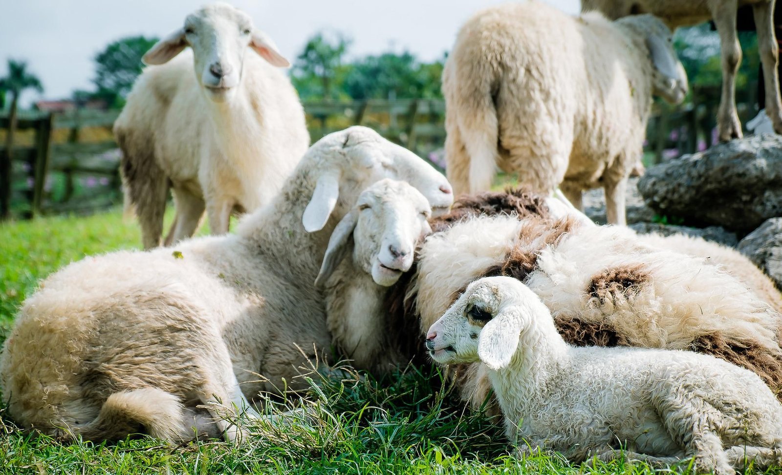 7 Jenis Kambing yang Cocok Dijadikan Hewan Kurban, Salah Satunya Kambing Gembrong