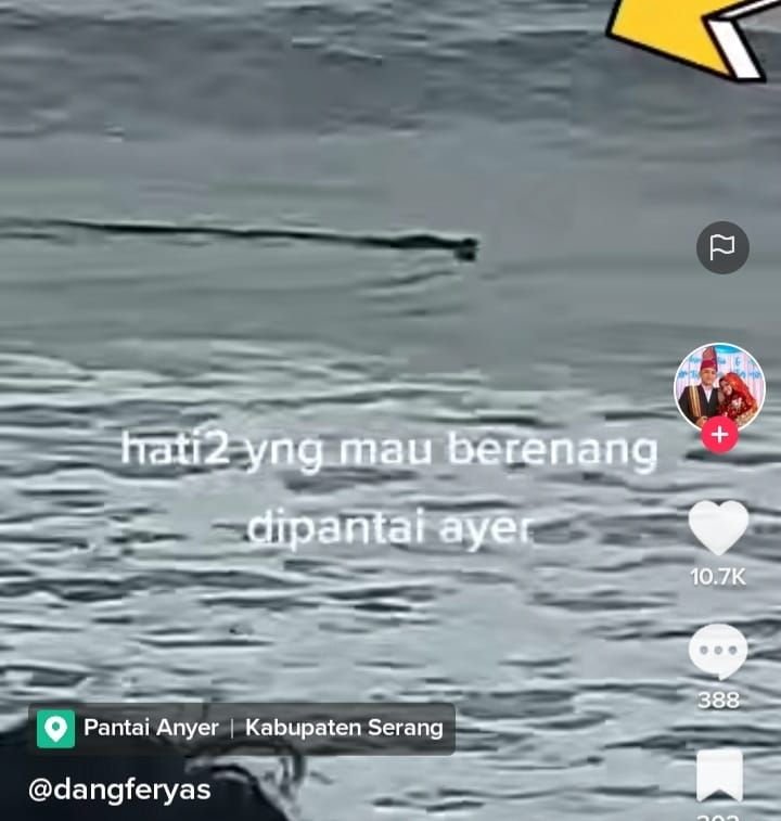 Buaya yang Berkeliaran di Pantai Anyer Diduga Berasal dari Rawa Danau, Kini Sudah Tidak Terlihat Lagi 4 Heboh... Pengunjung Pantai Anyer Kabupaten Serang Digegerkan Dengan Kemunculan Buaya Berenang di Pantai