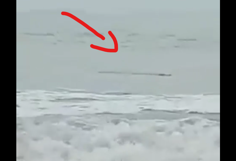 VIRAL! Buaya Muncul Di Pantai Anyer dan Bikin Geger Warga