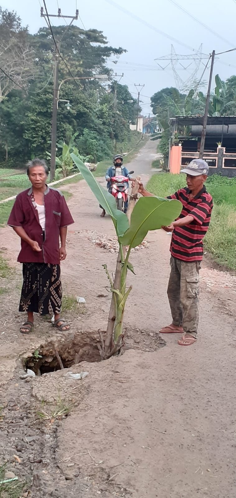 Gorong-gorong Jebol, Warga Kota Serang Tanam Pohon Pisang di Tengah Jalan