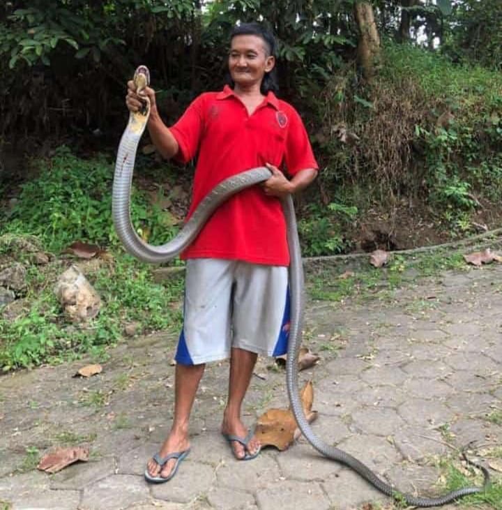 Warga Taman Baru Cilegon Tangkap Ular King Kobra di Halaman Rumahnya, Kepalanya Bisa Mengembang 1 Warga Taman Baru Cilegon Tangkap Ular King Kobra di Halaman Rumahnya, Kepalanya Bisa Mengembang