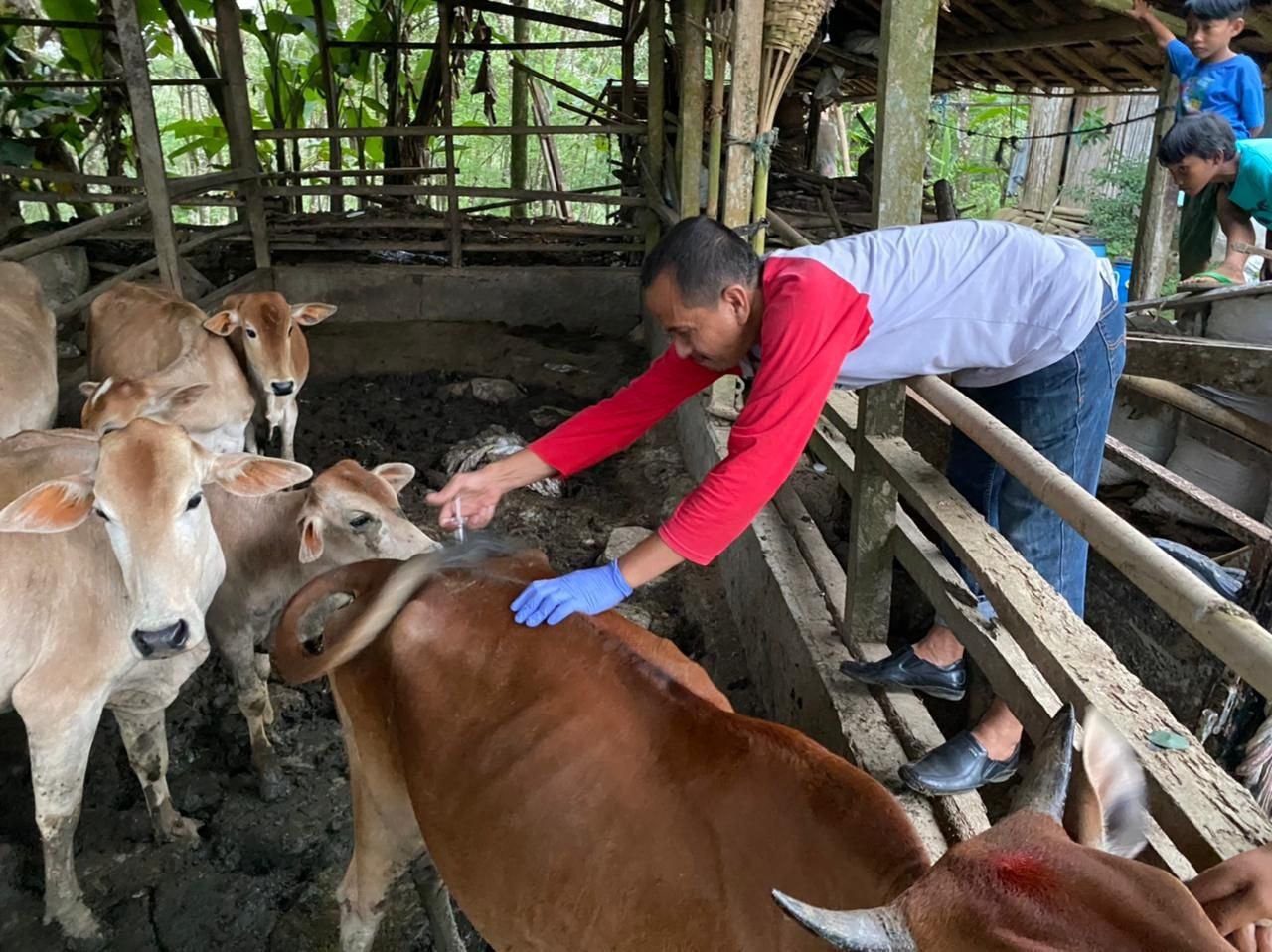 Kabupaten Pandeglang Zero Case Penyakit Mulut dan Kuku (PMK) jadi Kado Terindah HUT RI ke 77 1 Kabupaten Pandeglang Zero Case Penyakit Mulut dan Kuku (PMK) jadi Kado Terindah HUT RI ke 77