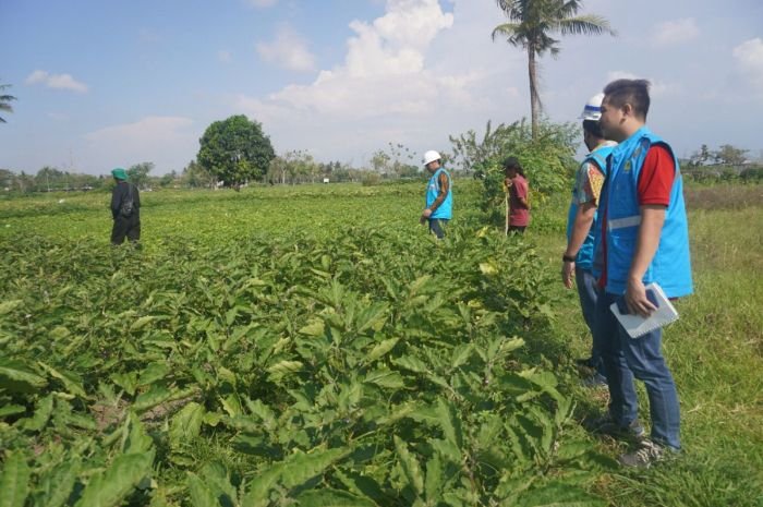 Kelompok Tani Tangerang Nikmati Keuntungan 200 Persen Dampak Program Electrifying Agriculture PLN 1 Kelompok Tani Tangerang Nikmati Keuntungan 200 Persen Dampak Program Electrifying Agriculture PLN