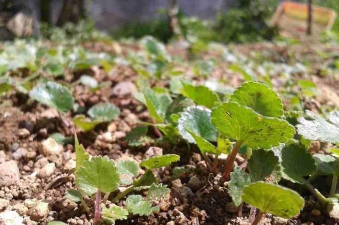 Ini Dia Kuliner yang Wajib Dicoba saat Berkunjung ke Dieng Culture Festival, dari Purwaceng hingga Tempe Kemul