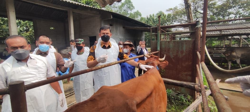 Sudah 494 Ekor Ternak di Kabupaten Serang Disuntik Vaksin