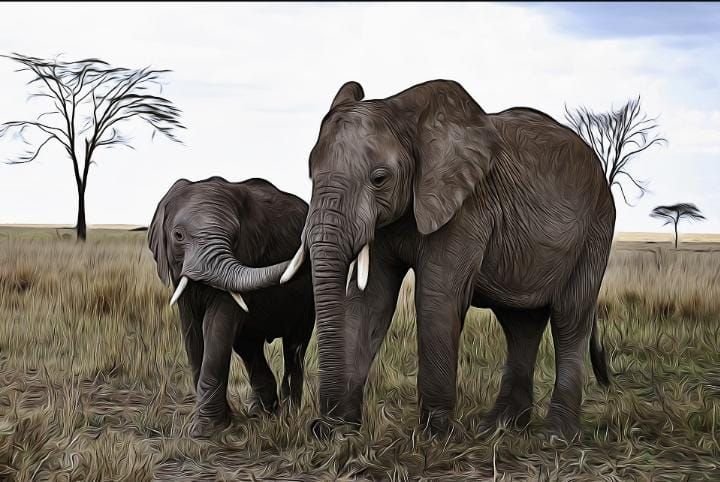 BANYAK DICARI! Teka Teki Gajah Terbang Nampak Apanya Viral di TikTok, Sudah Tahu Jawabannya?