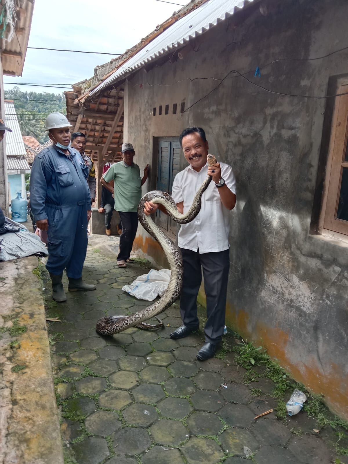 Warga Gerem Cilegon Digegerkan Kemunculan Ular Batik Sanca Sepanjang 4 Meter, Melingkar Dalam Kandang Kambing