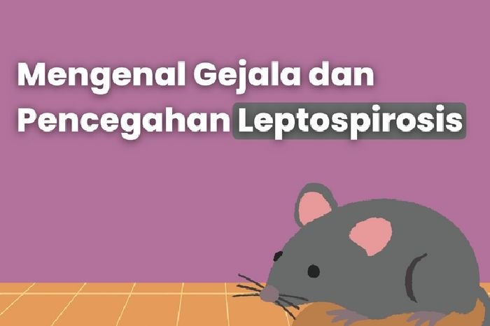 Tiba-tiba Demam? Awas Kena Penyakit Kencing Tikus, Kenali Gejala dan Penanganannya