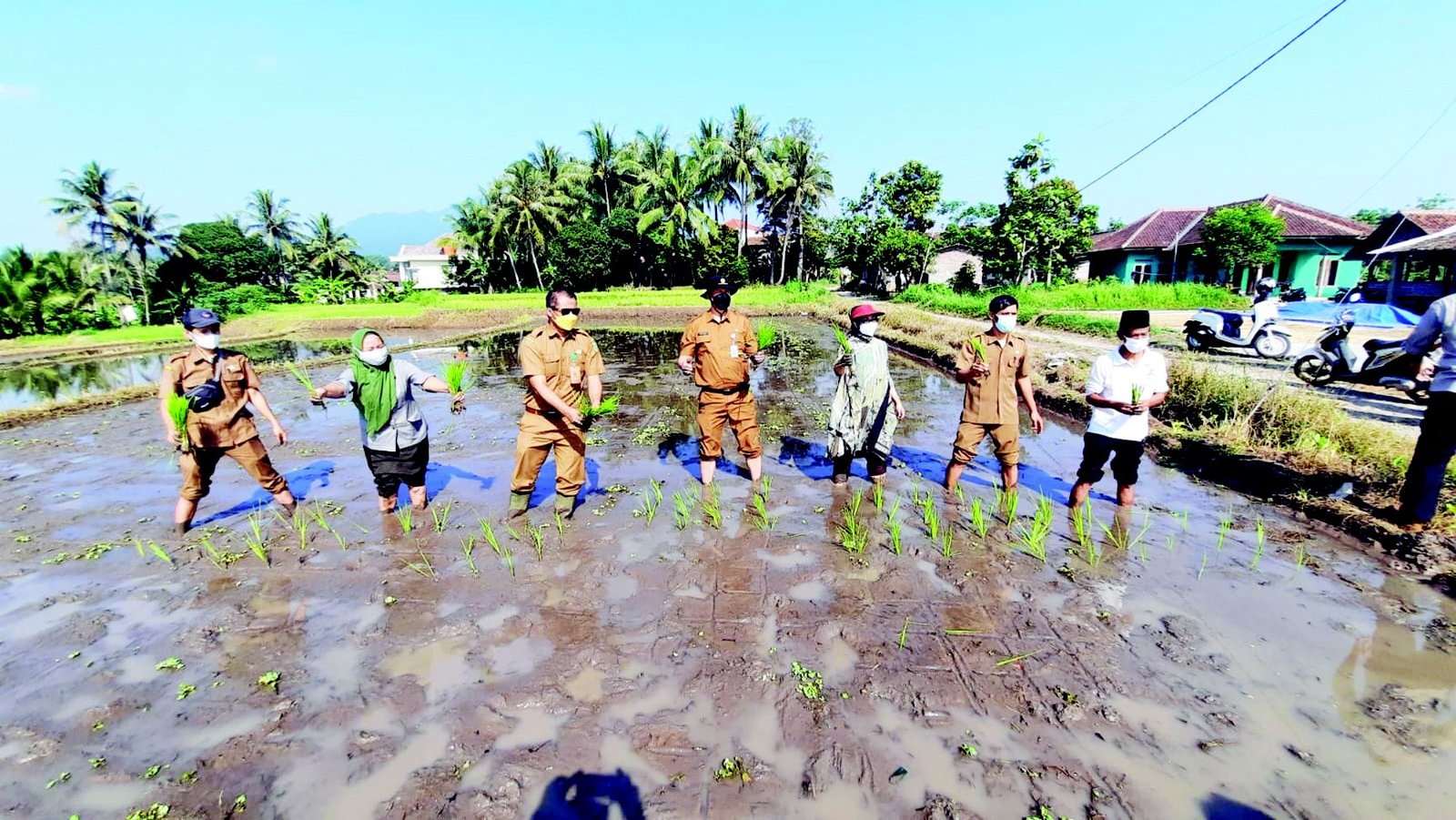 Surplus, Produksi Padi di Kabupaten Serang Mencapai 576.298 Ton. Stok Beras jadi Aman 1 Surplus, Produksi Padi di Kabupaten Serang Mencapai 576.298 Ton. Stok Beras jadi Aman