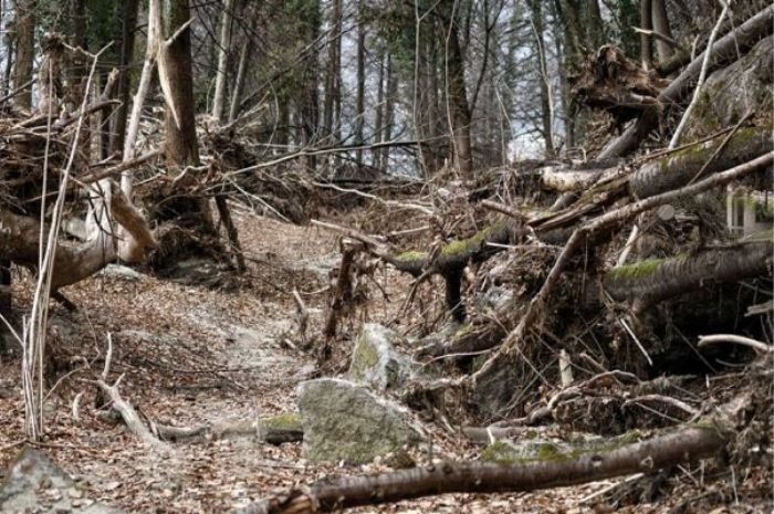 Tes IQ: Penembak Jitu Tengah Berkamuflase, Temukan Dia dan Selamat Berarti Anda Jenius!