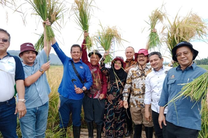 Malaysia Bakal Kembangkan Padi Varietas Asli Asal Kabupaten Serang, Sudah Dikenal ke Berbagai Negara 1 Malaysia Bakal Kembangkan Padi Varietas Asli Asal Kabupaten Serang, Sudah Dikenal ke Berbagai Negara