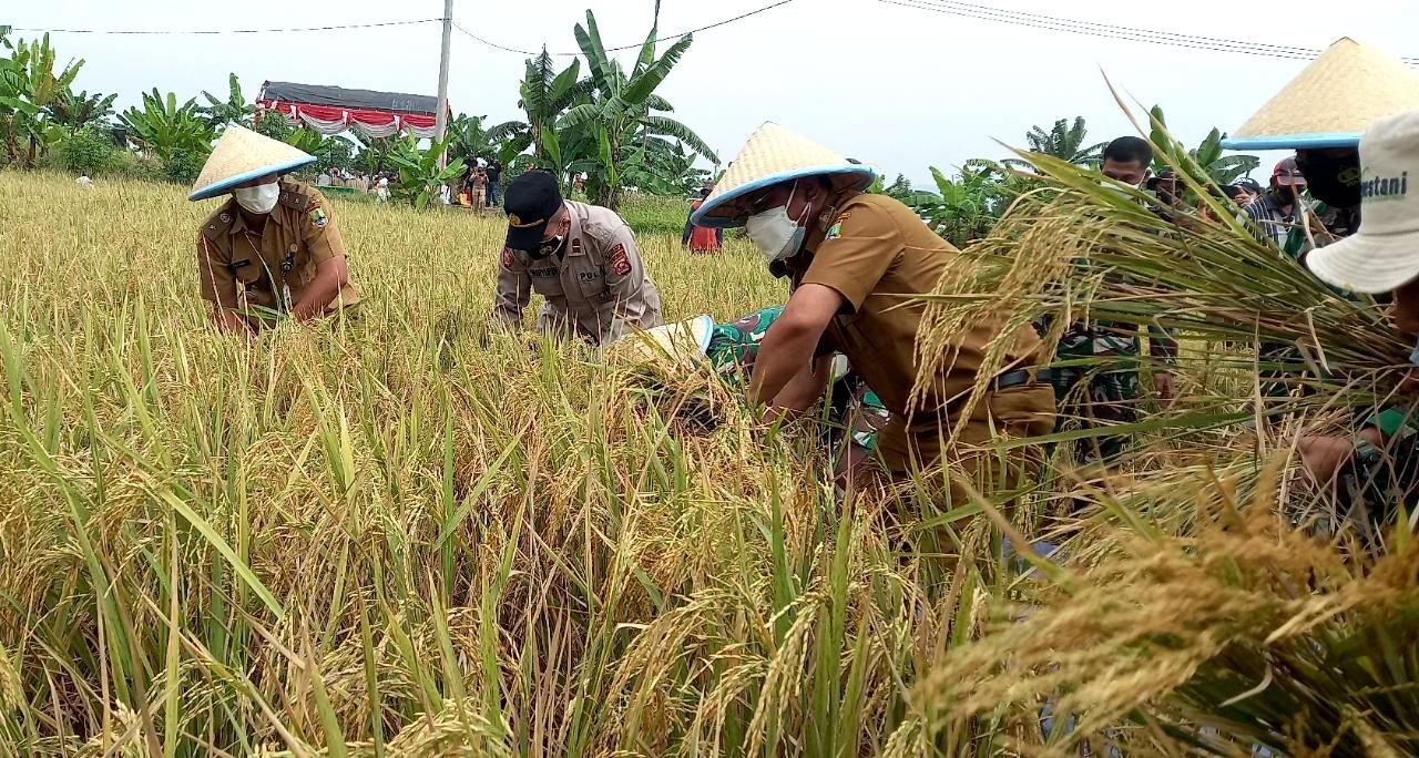 Hasil Panen Padi di Kota Cilegon Turun 233 Ton Pada 2022, Gegara Lahan yang Alih Fungsi? 2 Hasil Panen Padi di Kota Cilegon Turun 233 Ton Pada 2022, Gegara Lahan yang Alih Fungsi?