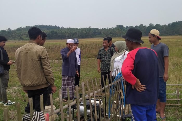 365 Hektare Sawah di Pandeglang Puso, Sebagian Petani Terancam Gigit Jari Lantaran Tak Tercover Asuransi