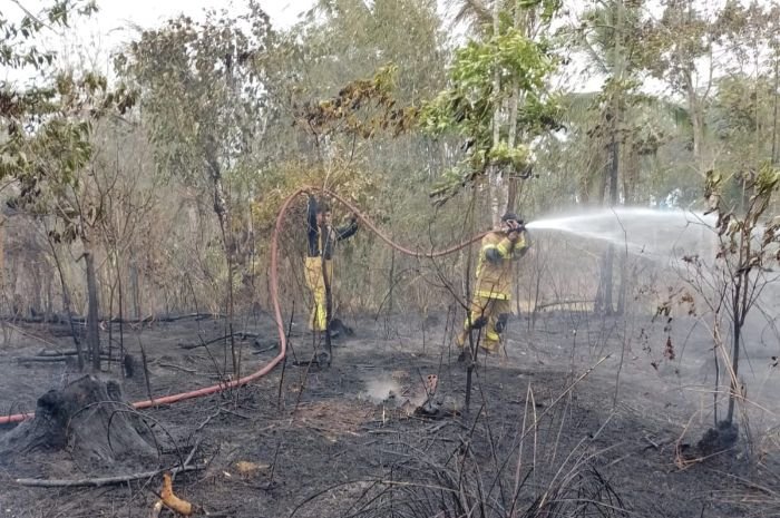 Iseng Bakar Alang-alang, Lahan Perkebunan Warga Seluas Dua Hektare Hangus 3 Iseng Bakar Alang-alang, Lahan Perkebunan Warga Seluas Dua Hektare Hangus
