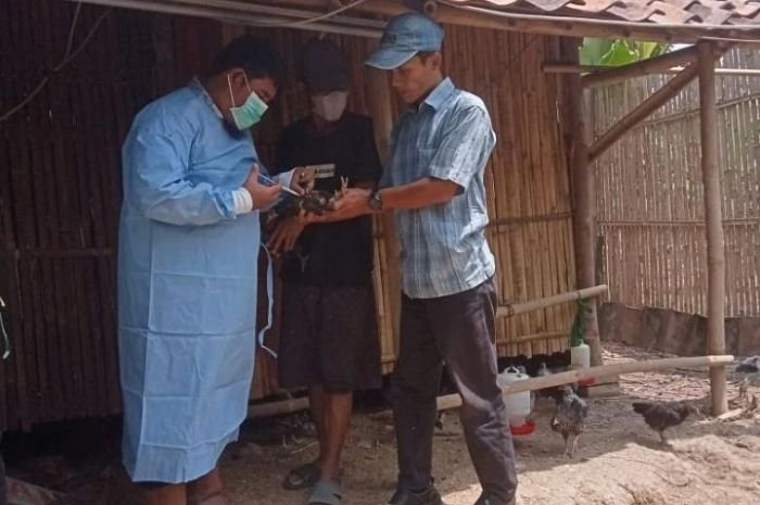 10 Unggas Mati Mendadak, Disnaskeswan Lebak Langsung Vaksin Ratusan Hewan di Rangkasbitung