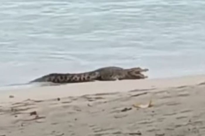 Pantai Sambolo Carita di Kabupaten Pandeglang Kedatangan Tamu Tak Diundang, Sang Predator Bikin Geger Warga 6 Pantai Sambolo Carita di Kabupaten Pandeglang Kedatangan Tamu Tak Diundang, Sang Predator Bikin Geger Warga