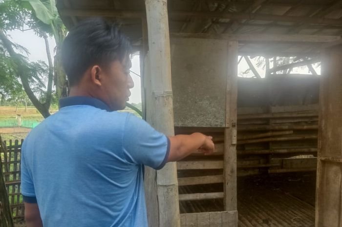 Jelang Natal dan Tahun Baru, 9 Ekor Kambing Milik Warga Carenang Raib 5 Jelang Natal dan Tahun Baru, 9 Ekor Kambing Milik Warga Carenang Raib