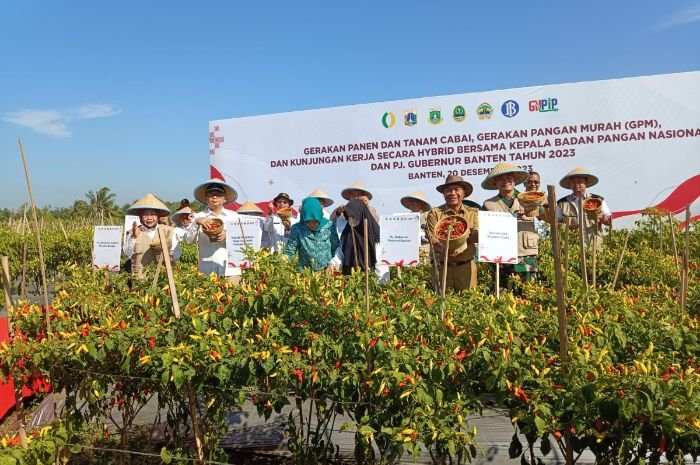 Mager Ribut Harga Cabai Mahal Jelang Lebaran, Pemkab Serang Sudah Tanam 20 Hektare dari Sekarang 1 Mager Ribut Harga Cabai Mahal Jelang Lebaran, Pemkab Serang Sudah Tanam 20 Hektare dari Sekarang