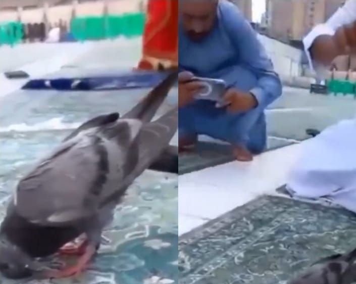 Adzan Berkumandang, Burung Merpati Ini Viral Usai Terekam Sujud di Masjidil Haram