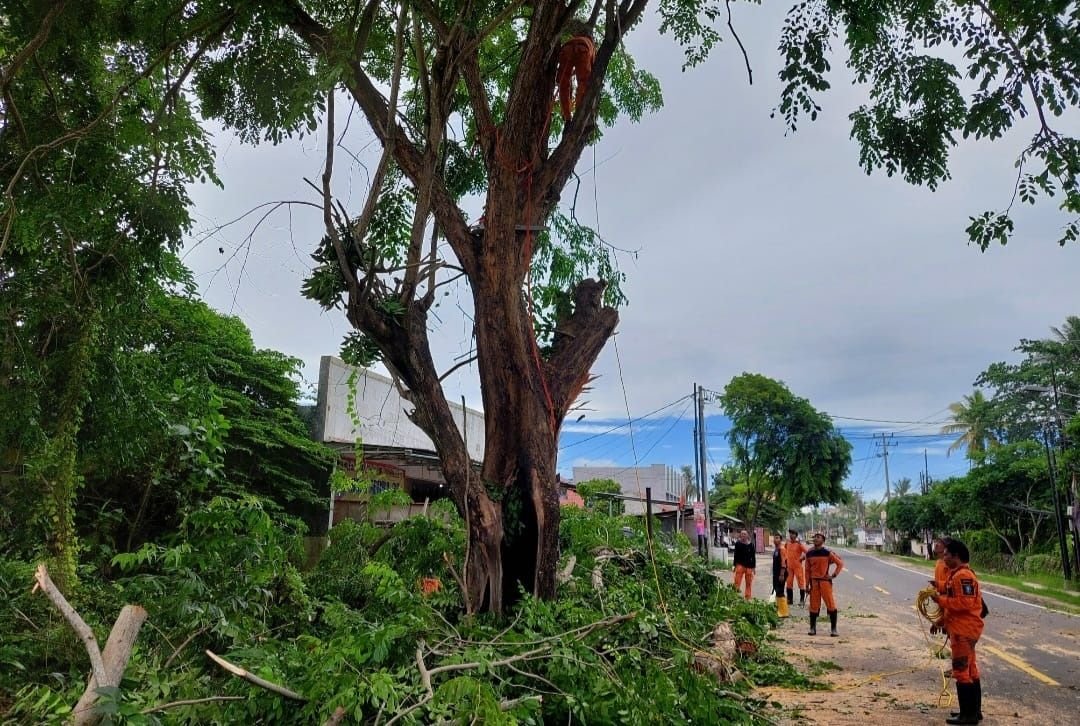 Berpotensi Tumbang, BPBD Kabupaten Serang Tebang Pohon Berusia Puluhan Tahun di Anyer-Cinangka 5 Berpotensi Tumbang, BPBD Kabupaten Serang Tebang Pohon Berusia Puluhan Tahun di Anyer-Cinangka