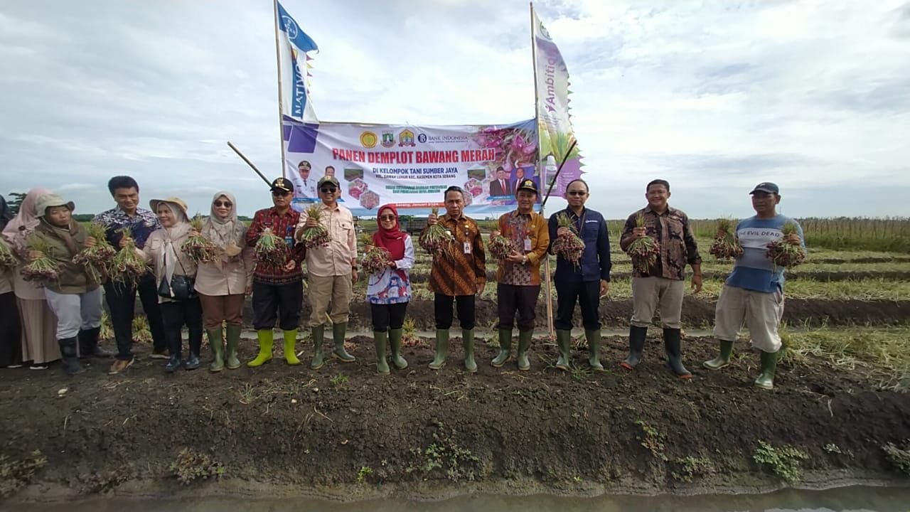 Menuju Kota Serang Swasembada Bawang Merah, Butuh 50 Hektar Lahan Pertanian 4 Menuju Kota Serang Swasembada Bawang Merah, Butuh 50 Hektar Lahan Pertanian