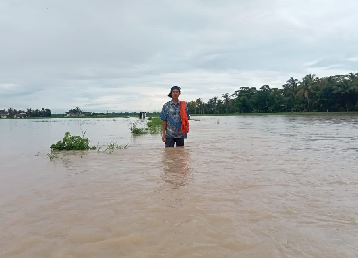 Terendam Banjir, Ribuan Hektare Sawah di Pandeglang Terancam Gagal Tanam