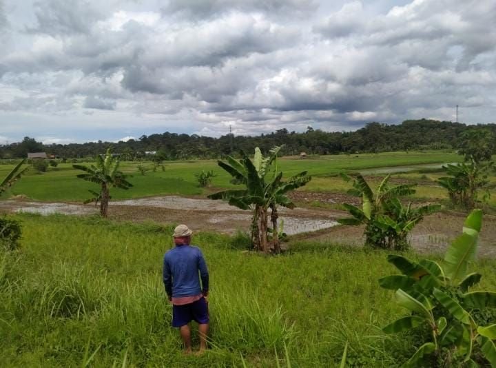 Jadi Wilayah Pertanian, Kabupaten Pandeglang Masih Bergantung Berasa dari Pusat 5 Jadi Wilayah Pertanian, Kabupaten Pandeglang Masih Bergantung Berasa dari Pusat