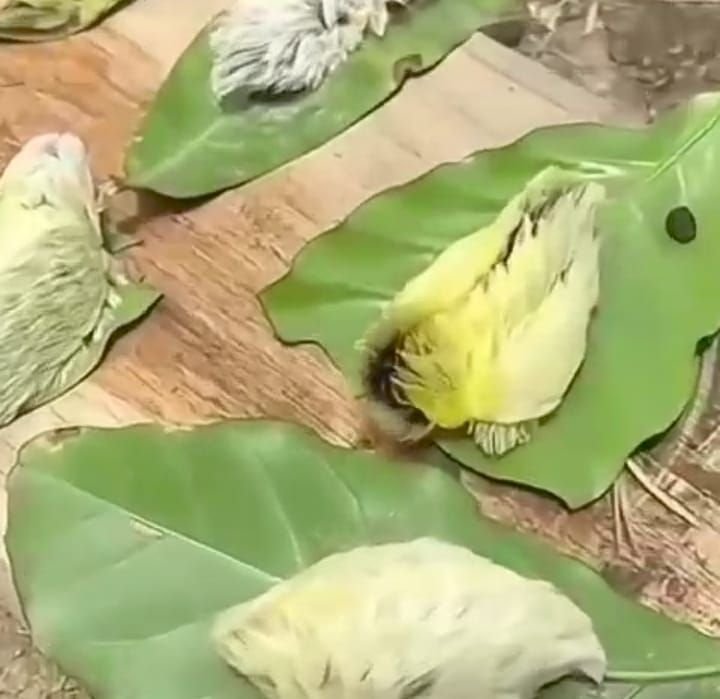 Geger Adanya Ulat Amerika Renggut Nyawa Belasan Anak, Ternyata Ini Faktanya 1 Geger Adanya Ulat Amerika Renggut Nyawa Belasan Anak, Ternyata Ini Faktanya