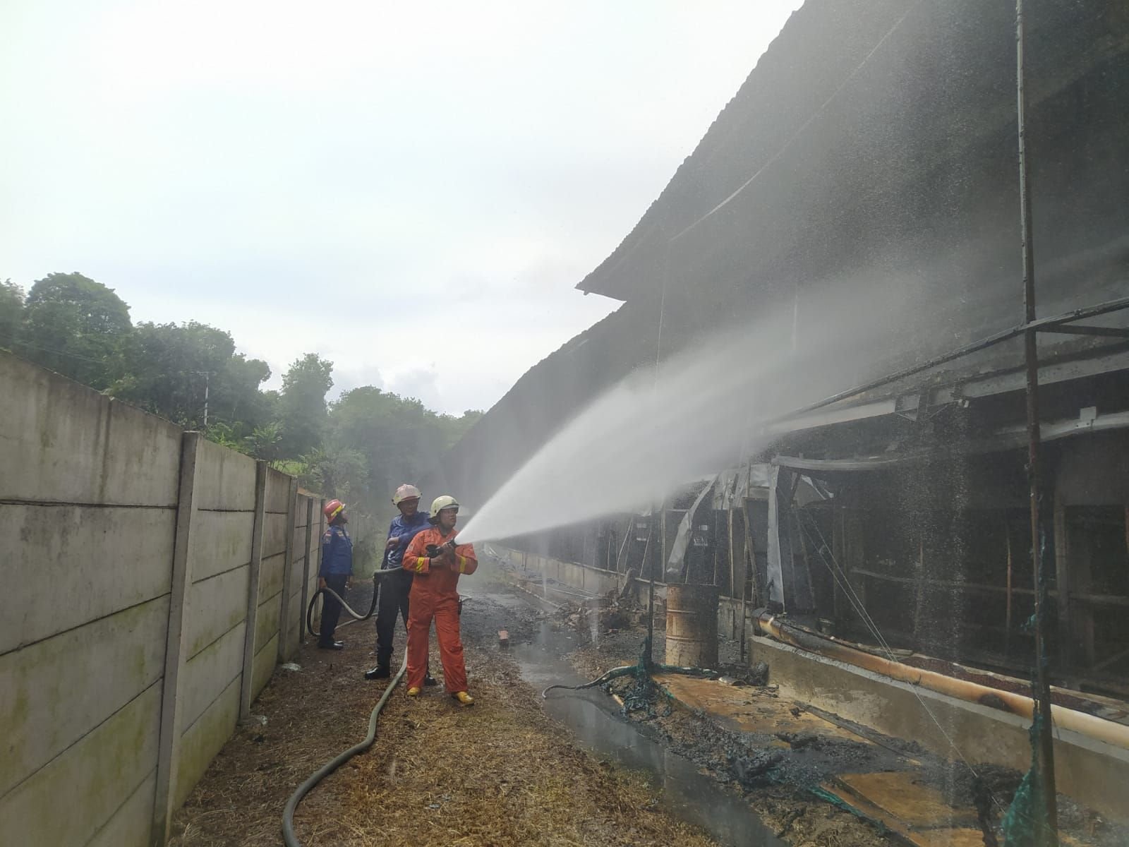 Kebakaran Kandang Ayam di Kabupaten Serang, Kerugian Puluhan Miliar 1 Kebakaran Kandang Ayam di Kabupaten Serang, Kerugian Puluhan Miliar