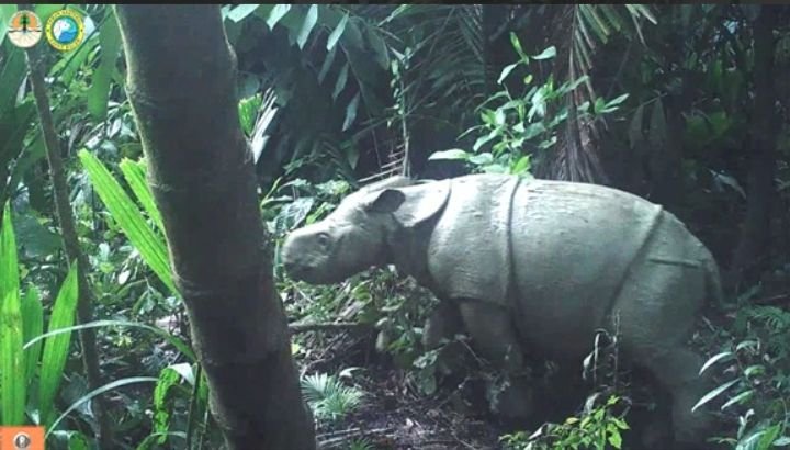 5 Fakta Menarik dari Ujung Kulon, Salah Satunya sebagai Taman Nasional Tertua di Indonesia