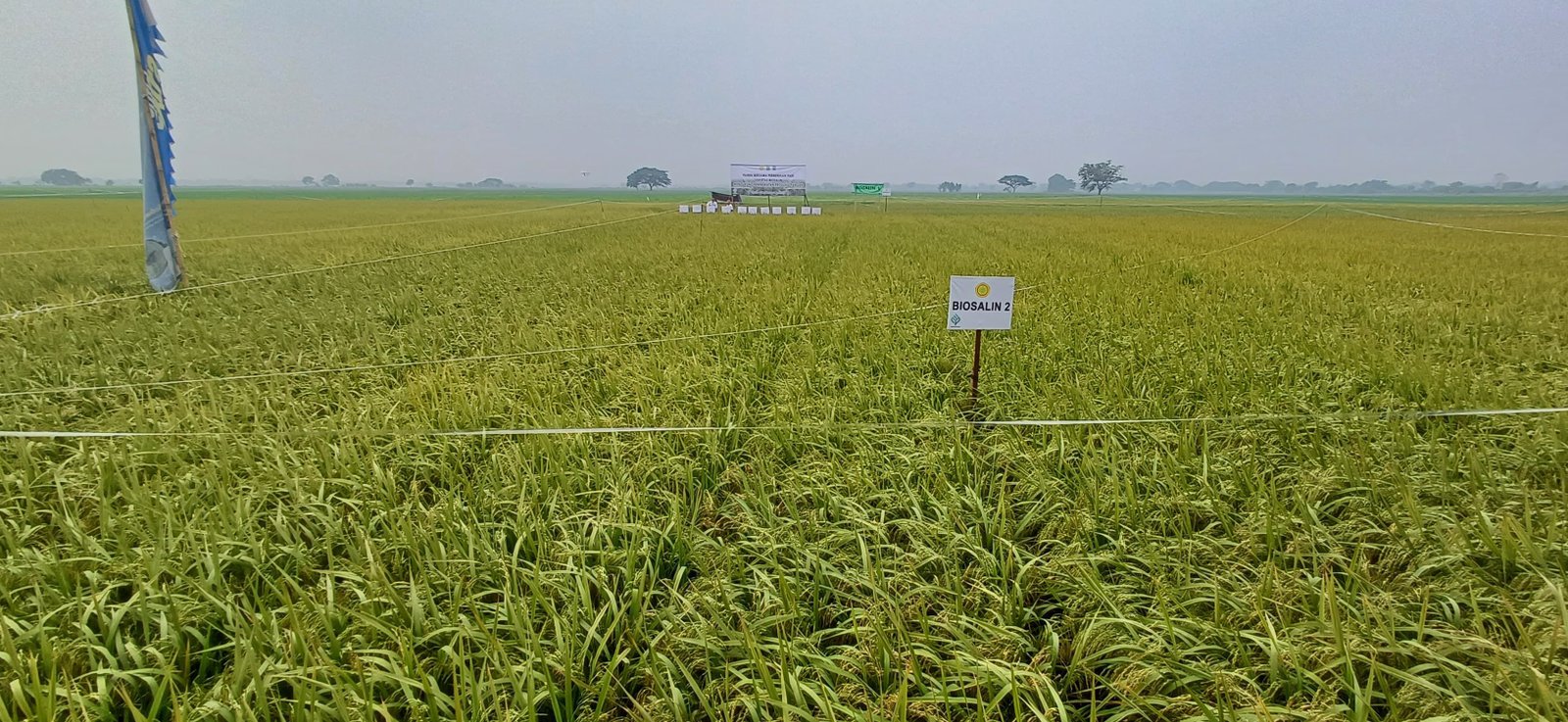 Padi Varietas Biosalin di Banten Mulai Dipanen Perdana 1 Padi Varietas Biosalin di Banten Mulai Dipanen Perdana