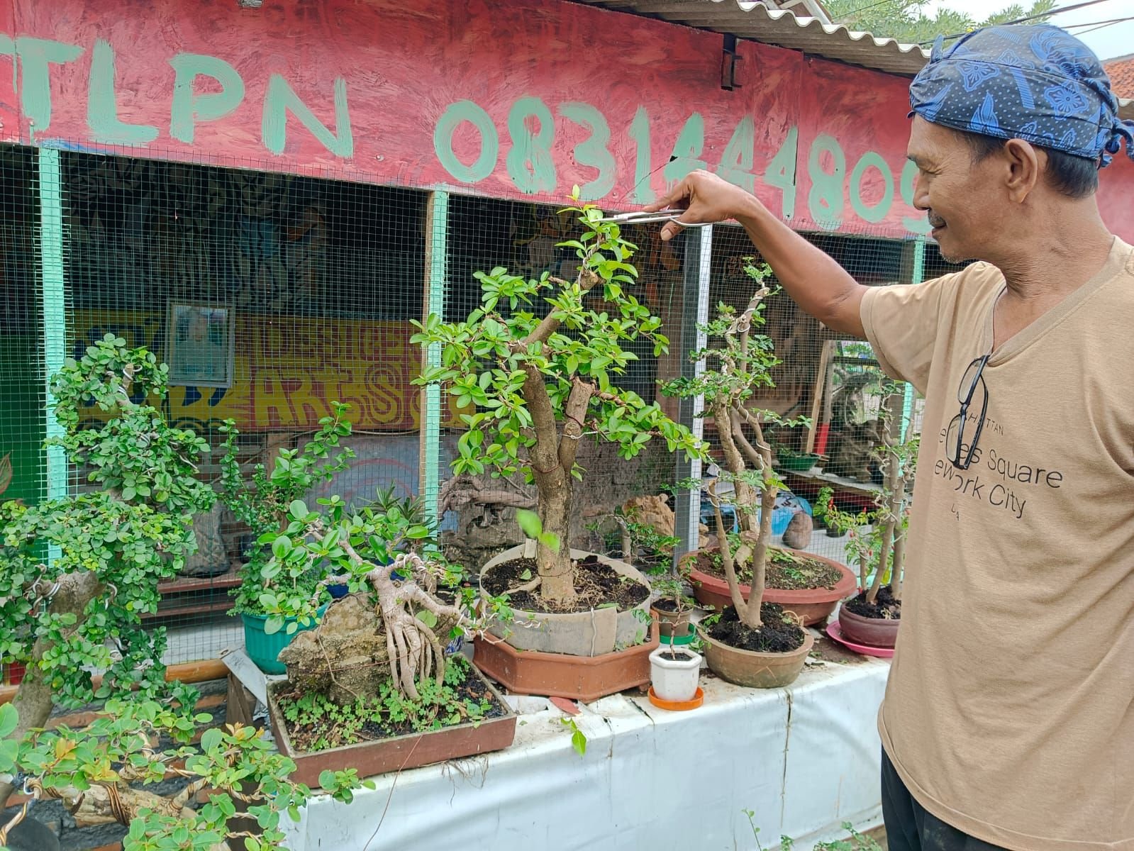 Menilik Peluang Bisnis Bonsai di Kota Serang, Masih Menjanjikan Sepanjang Masa 1 Menilik Peluang Bisnis Bonsai di Kota Serang, Masih Menjanjikan Sepanjang Masa