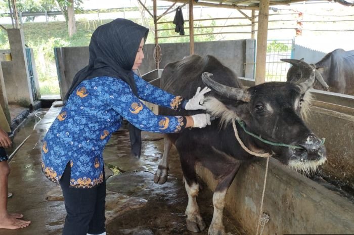 Tak Punya Sertifikat Veteriner, Jangan Harap Hewan Ternak Bisa Masuk ke Kabupaten Serang 1 Kasus PMK Naik, Pemprov Banten Perketat Pengawasan dan Vaksinasi