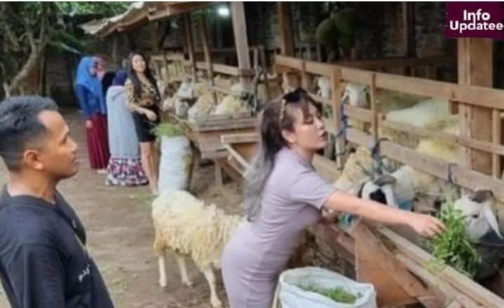 Gunakan Jasa SPG, Penjual Kambing di Bantul Laris Manis 1 Gunakan Jasa SPG, Penjual Kambing di Bantul Laris Manis