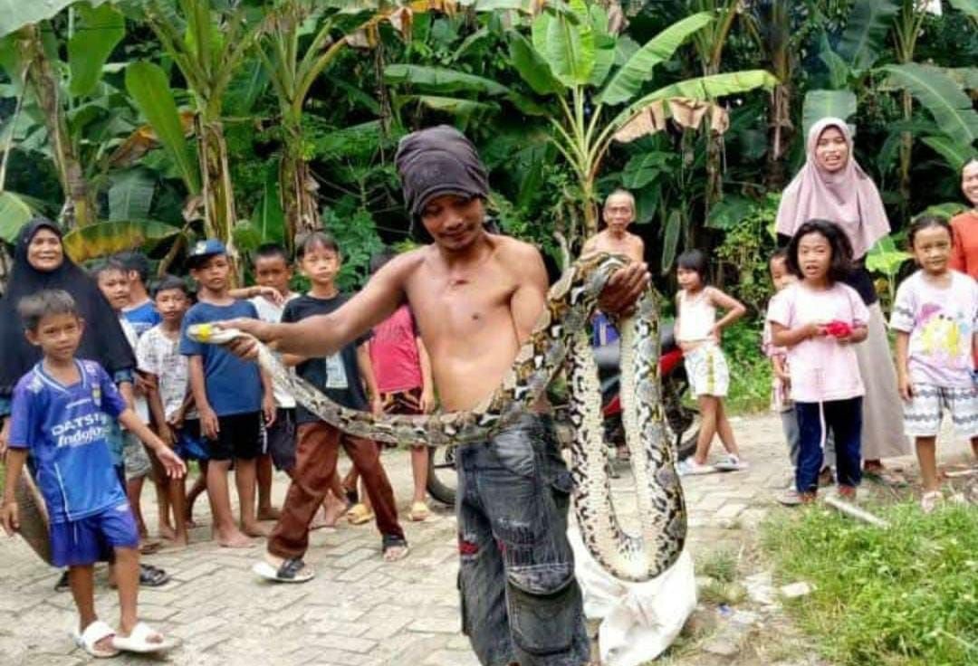 Habiskan 15 Ekor Ayam Warga, Ular Sanca Diamankan dan Akan Dipelihara Warga Lebak 4 Habiskan 15 Ekor Ayam Warga, Ular Sanca Diamankan dan Akan Dipelihara Warga Lebak