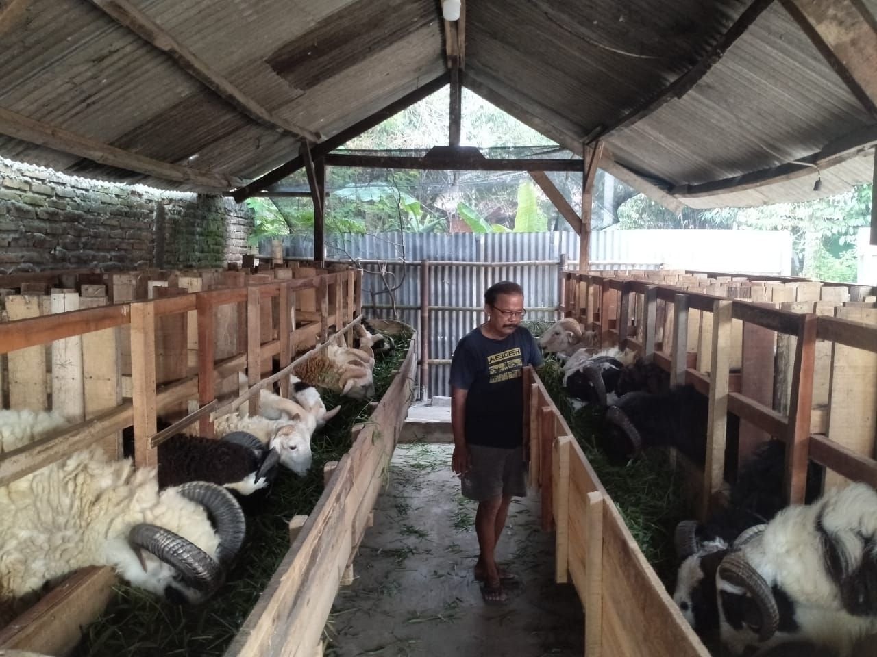 Pedagang Hewan Kurban Mulai Marak, DKPPP Kota Serang Belum Lakukan Pemeriksaan